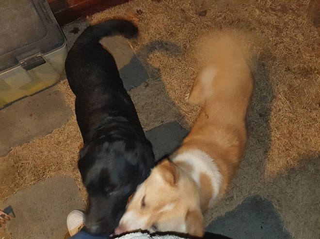 시골에는 밤에 개 줄 풀어 주는 집들이 좀 있습니다