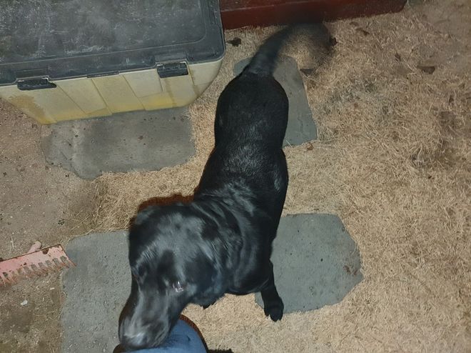 시골에는 밤에 개 줄 풀어 주는 집들이 좀 있습니다