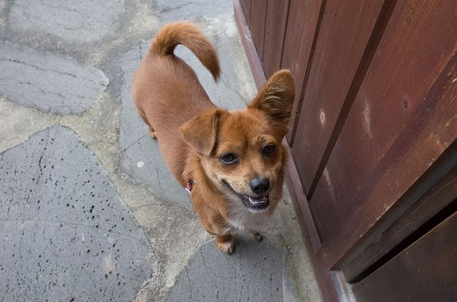 시골에는 밤에 개 줄 풀어 주는 집들이 좀 있습니다