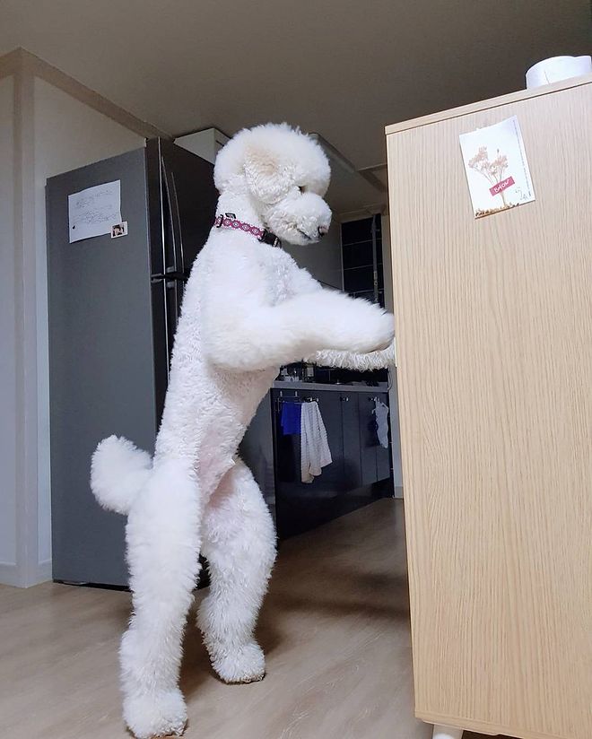 기묘한 스탠다드 푸들 | 스탠다드 푸들, 푸들, 동물