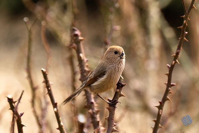 20210313 인천대공원 067.jpg