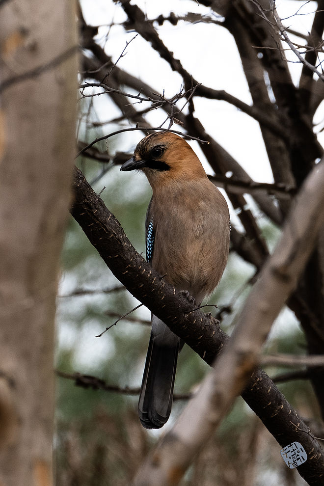 20210313 인천대공원 014.jpg