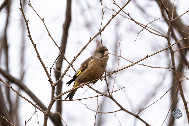 20210313 인천대공원 004.jpg