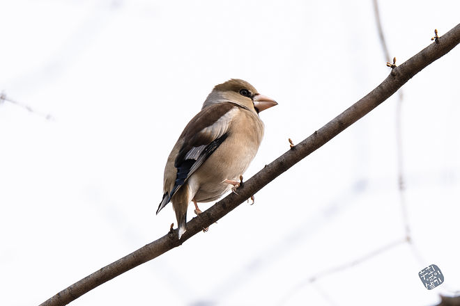 20210313 인천대공원 023.jpg