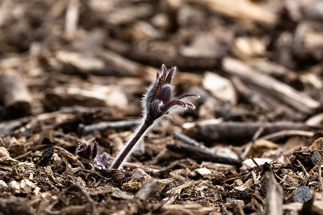 20210313 인천대공원 033.jpg