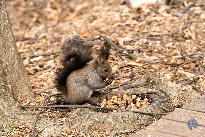 20210313 인천대공원 029.jpg