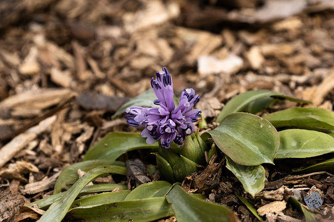 20210313 인천대공원 039.jpg