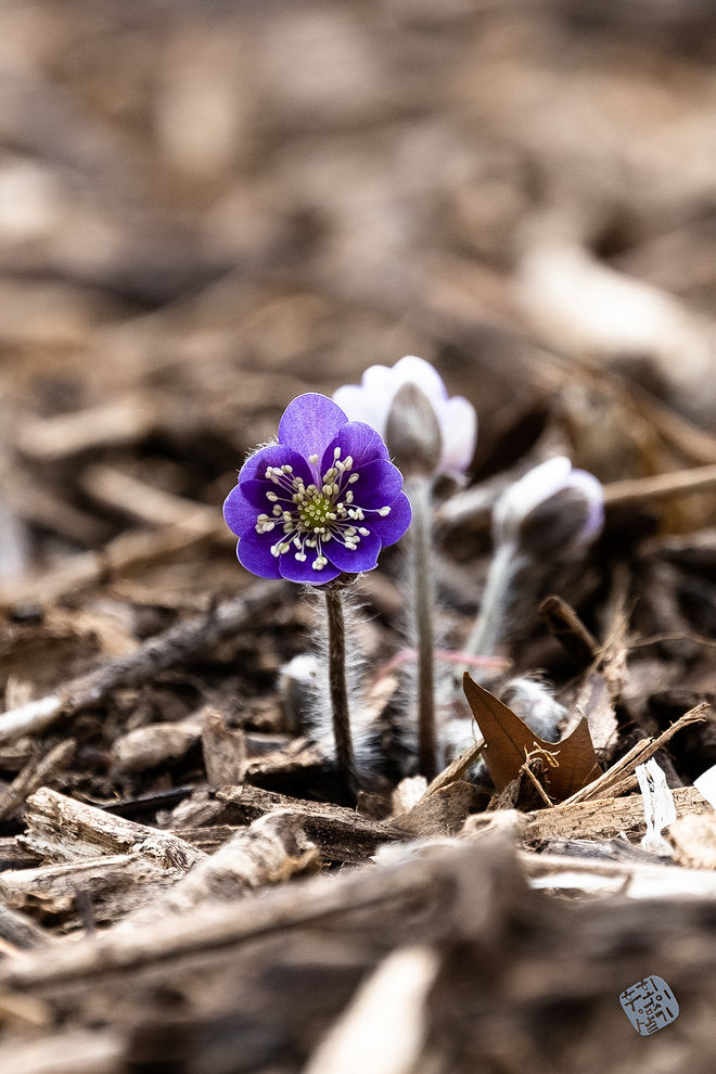 20210313 인천대공원 036.jpg