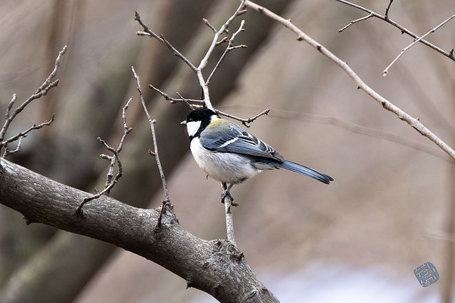 20210313 인천대공원 048.jpg