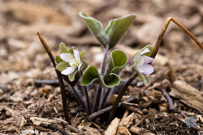 20210313 인천대공원 044.jpg