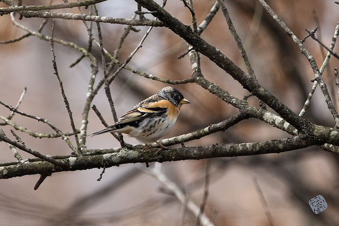 20210313 인천대공원 055.jpg