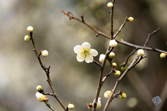 20210313 인천대공원 062.jpg