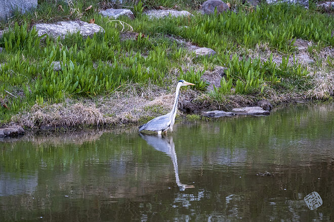 20210401 서부간선수로 024.jpg
