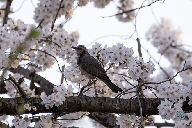 20210401 서부간선수로 045.jpg