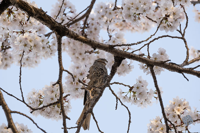 20210401 서부간선수로 054.jpg