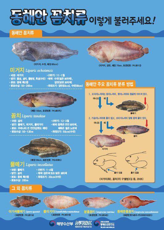 물메기탕 vs 곰치국, 겨울 별미의 승자는? - 중앙일보