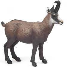 chamois.jpg