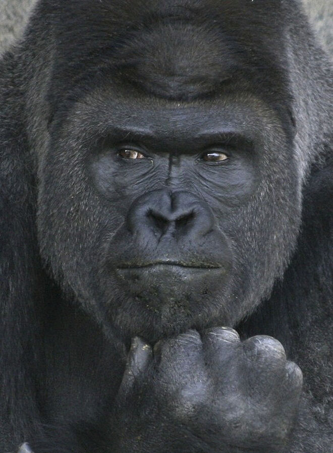122fhandsome-gorilla-shabani-5a4376424a913__700_by_ImageRaker.jpg