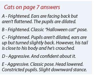 (고양이 시리즈) 행동교정