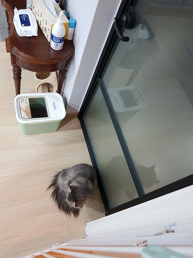 (고양이 시리즈) 행동교정