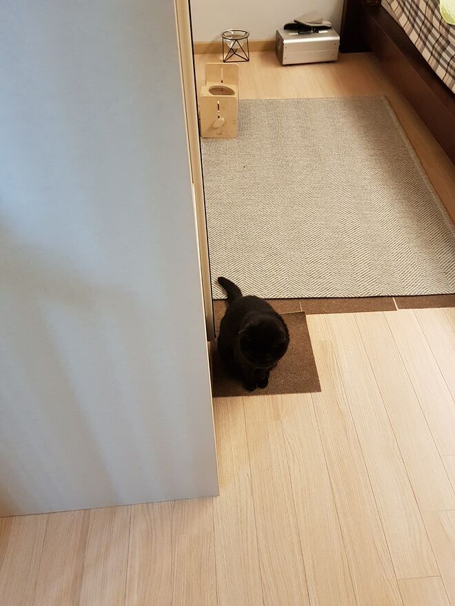 (고양이 시리즈) 행동교정