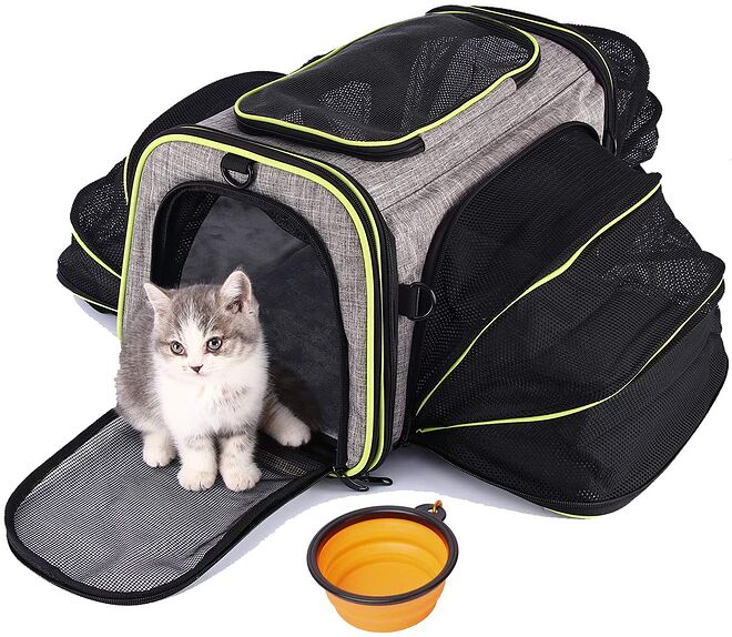 (고양이 시리즈) 행동교정