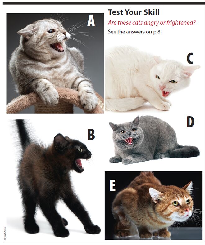 (고양이 시리즈) 행동교정