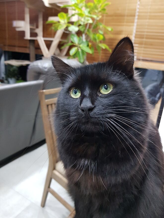 (고양이 시리즈) 행동교정