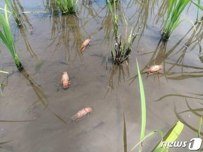 익어서 물에 둥둥 뜬 가재. (트위터 갈무리) &copy; 뉴스1