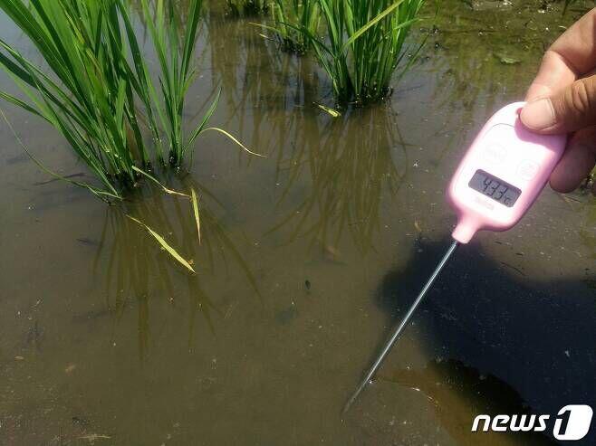 이바라키현에 사는 청년농은 다음날 다시 논에 나가 물 온도를 측정해 봤다. (트위터 갈무리) &copy; 뉴스1