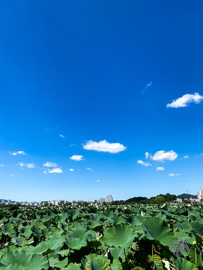 20220827 관곡지  001.jpg