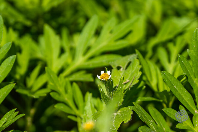 20220827 관곡지  002.jpg