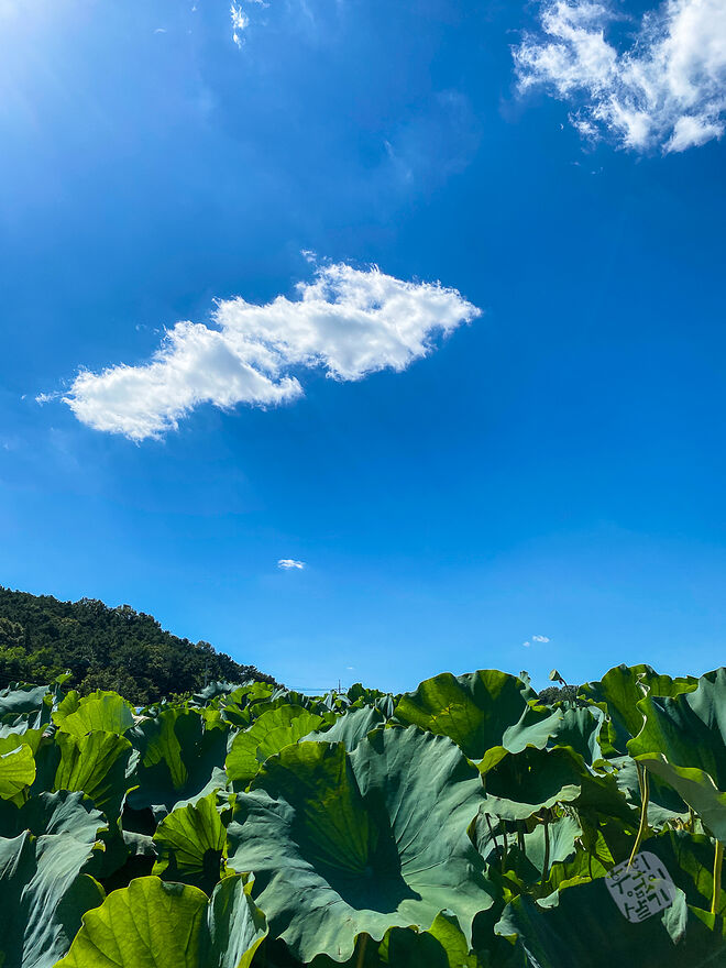 20220827 관곡지  003.jpg