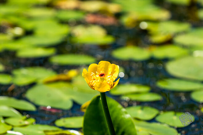 20220827 관곡지  004.jpg