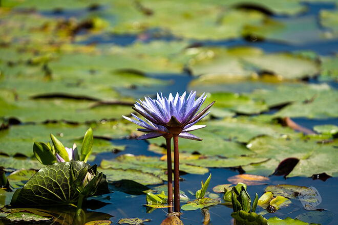 20220827 관곡지  013.jpg