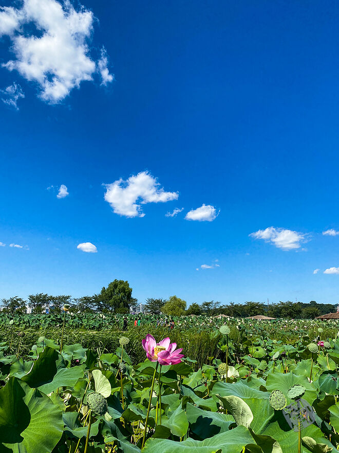 20220827 관곡지  016.jpg