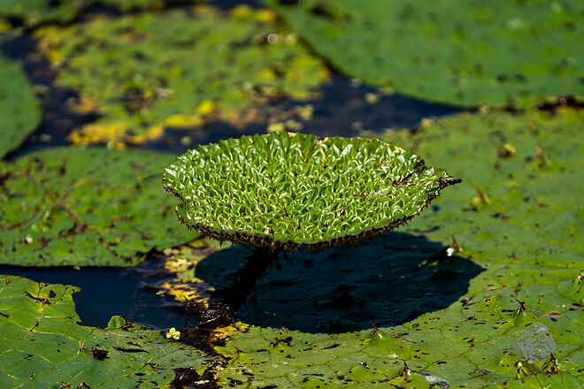 20220827 관곡지  019.jpg