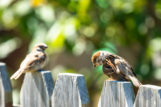 20220827 관곡지  018.jpg