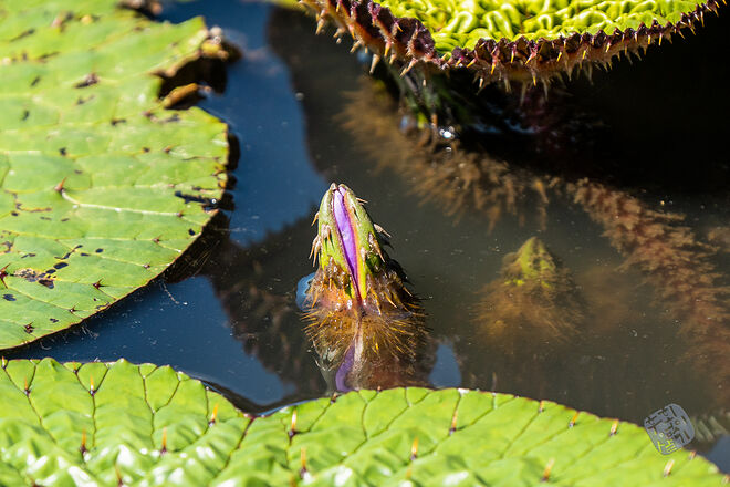 20220827 관곡지  026.jpg