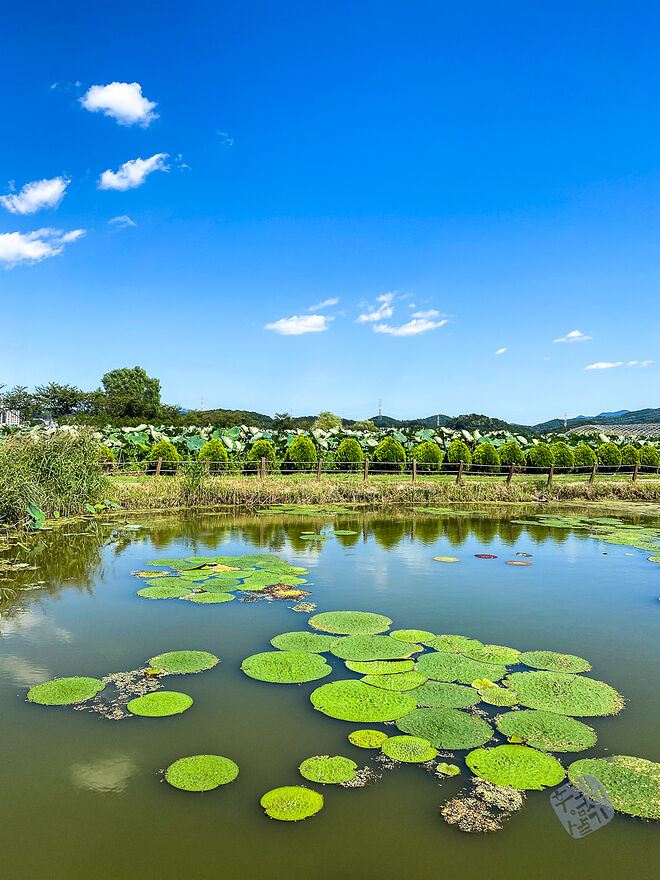 20220827 관곡지  022.jpg