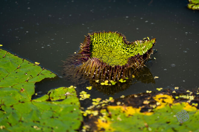 20220827 관곡지  021.jpg