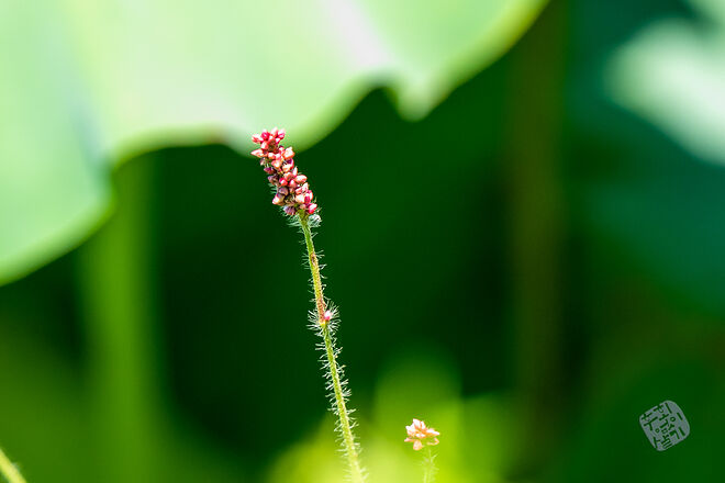 20220827 관곡지  035.jpg