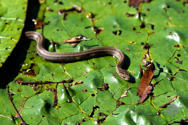 20220827 관곡지  032.jpg