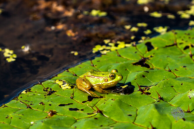 20220827 관곡지  028.jpg
