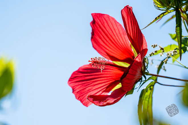 20220827 관곡지  041.jpg