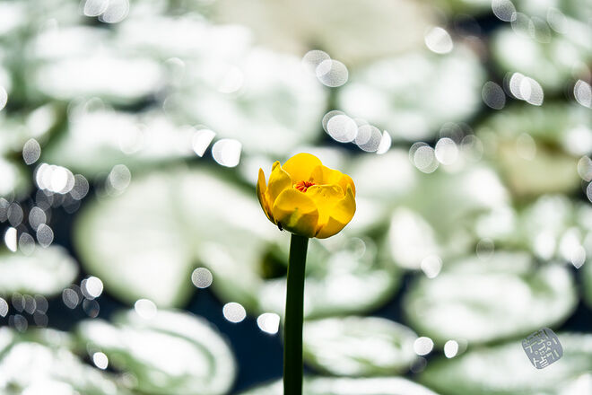 20220827 관곡지  054.jpg