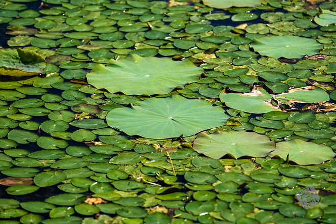 20220827 관곡지  047.jpg