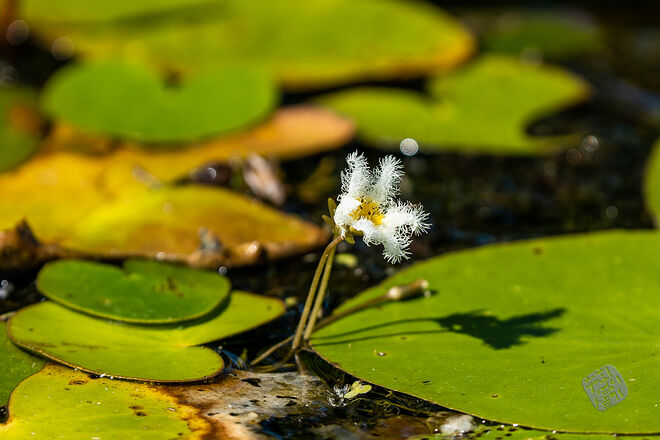 20220827 관곡지  063.jpg