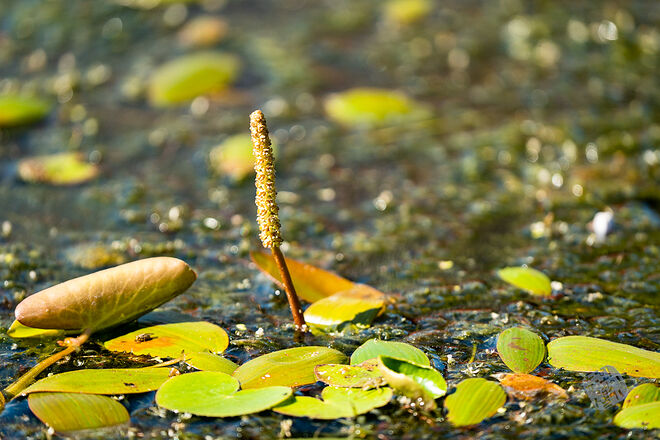 20220827 관곡지  064.jpg