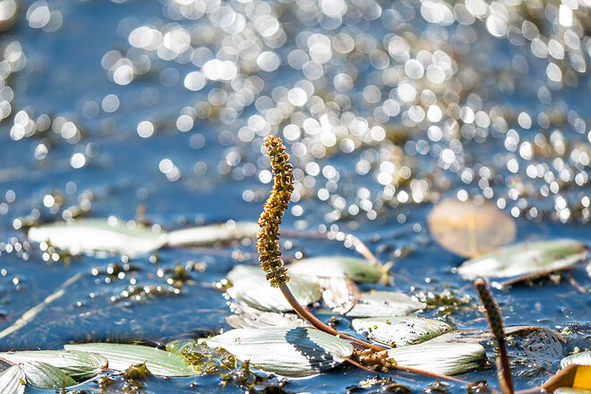 20220827 관곡지  065.jpg